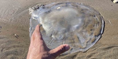 Akdeniz’deki zehirli denizanaları Mersin sahillerine vurdu