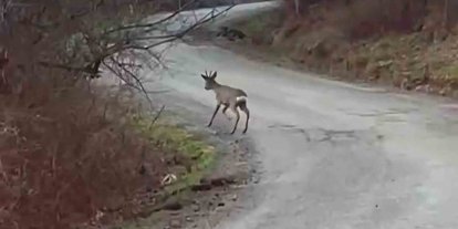 Yolunu şaşıran karaca yerleşim yerinde görüntülendi
