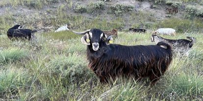 Edirne’de brusella alarmı: Keçiler karantinaya alındı