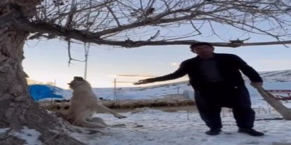 Köpeği zincirle ağaca asarak öldüren şahıs gözaltına alındı