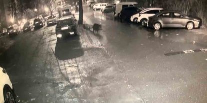 Sarıyer’de aç kalan domuzlar hastane yakınına kadar geldi