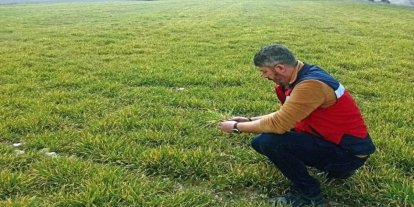 Aslanapa’da soğuktan zarar gören hububat ekili alanlarda inceleme