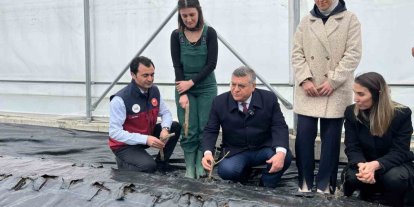 Sinop’ta IPARD desteğiyle kurulan serada ilk gül fidanları toprakla buluştu