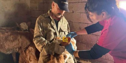 Elazığ’da şap aşılama çalışması sürüyor