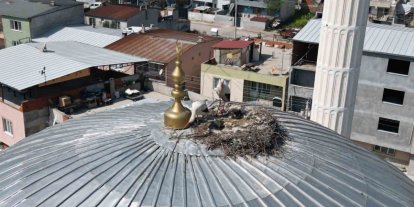 Kubbedeki leylekler mahalle yaşantısına renk katıyor