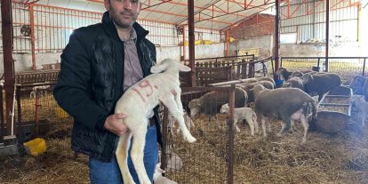 57 yıldır safkan damızlık Karacabey merinosu yetiştiriyorlar, birçok sürüde imzaları var