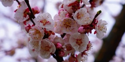 İznik çiçek bahçesine büründü