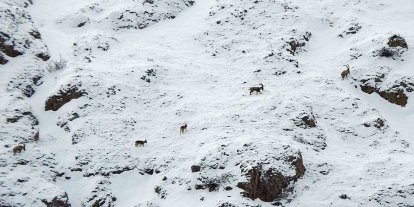 Dağ keçileri Munzur Dağlarına renk katıyor