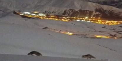 Hakkari’de masalsı şehir görüntüsü eşliğinde tilkilerin oyunu