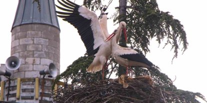 Leyleklere ‘Saygılı’ köy: Bütün elektrik direkleri yuva oldu, leylekler için tedbir alındı