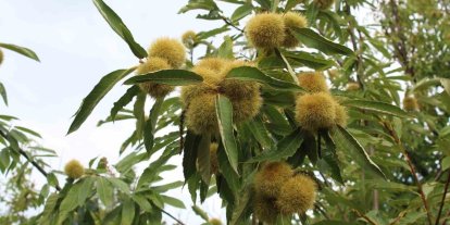 Sinop kestanesi tehlikede: Gal arısı üretimi ve arıcılığı vuruyor