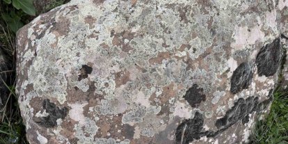 Taşların üzerindeki yosunları kına gibi kullanıyorlar