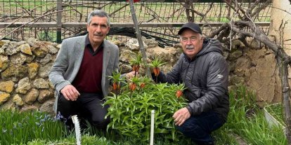 Bu laleleri gözleri gibi koruyorlar