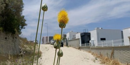 Doğaseverlerden Tülüşah için "acil koruma" çağrısı