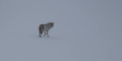 Kars’ta karla kaplı arazide yalnız kurt: Kamerayı fark edince gözden kayboldu