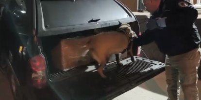 Samsun’da uyuşturucu operasyonunda 165 bin hap ele geçirildi