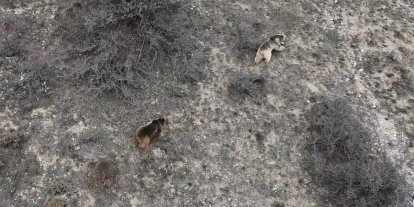 Erzincan’da kış uykusundan uyanan ayılar havadan görüntülendi