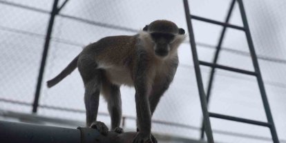 Firari maymun ikinci kez yakalanarak koruma altına alındı