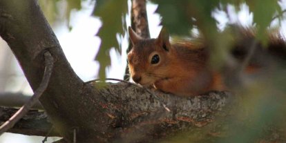Kızıl sincap piknikçilerin neşesi oldu