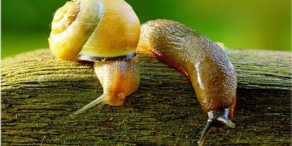 Salyangoz ve sümüklü böcek uyarısı