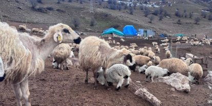 Bayburt’ta küçükbaş hayvancılığa destek başvuruları sürüyor