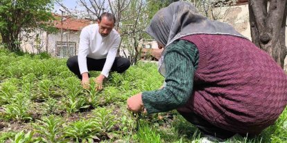 Babasından miras kalan akzambaklara gözü gibi bakıyor