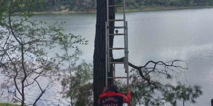 Osmaniye’de ağaca takılan kargayı itfaiye kurtardı