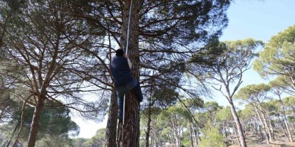 Ekmek parası için komando gibi ağaçlara tırmanıyorlar