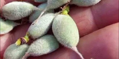 Çermik’te yılın ilk çağla hasadı başladı