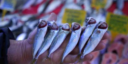 Sezonun sonuna gelinirken istavritin kilosu 70 TL’ye düştü