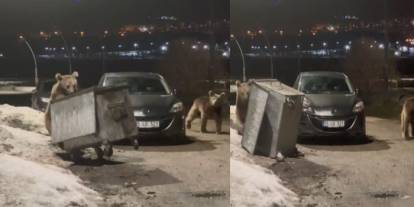 Sarıkamış’ta Bozayılar Oteller Bölgesine İndi