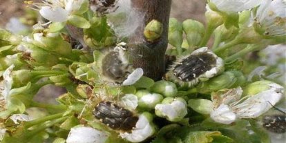 Meyve üreticilerine "bakla zınnı" zararlısı uyarısı