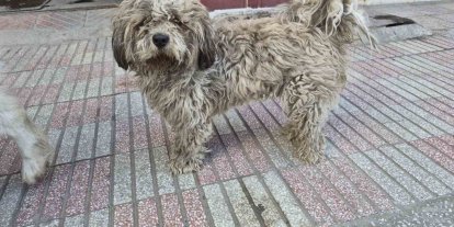 Sanayide tüyleri kirlenen beyaz köpek adeta kapkara oldu