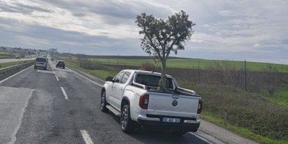 D100’de şaşırtan görüntü: Pikapta zeytin ağacı taşıdılar