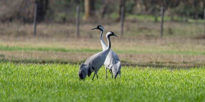 Turnaların izinde: 2026 izleme çalışmaları sürüyor