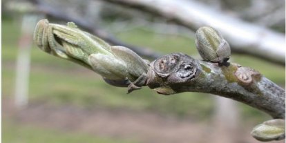 Salihli’de ceviz üreticilerine antraknoz uyarısı