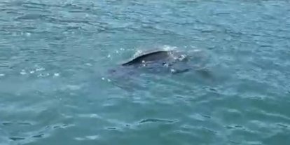 Rize’de nadir görülen deniz kaplumbağası balıkçının kamerasına yansıdı