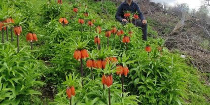 Baharın hüzünlü çiçeği: Doğu ve Güneydoğu Anadolu Bölgesi’nin sembolü ters lale yoğun ilgi görüyor