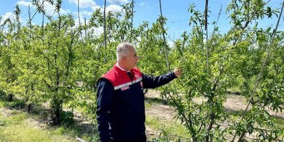 Kırıkhan’da şeftali bahçeleri incelendi