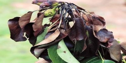 Meyve üreticilerine ateş yanıklığı uyarısı