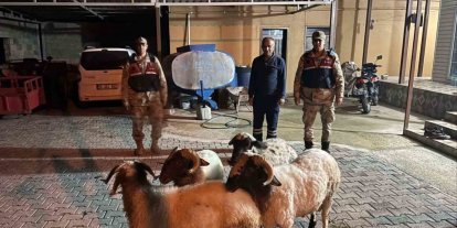 Kilis’te kayıp küçükbaş hayvanlar bulundu