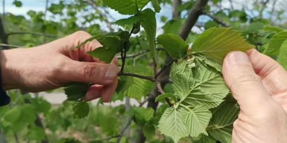 Giresun’da fındıkta don riski yok, üreticiyi kokarca korkutuyor