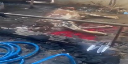 Ahır yandı, 12 büyükbaş hayvan telef oldu