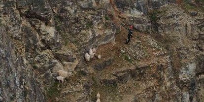 Kayalıklardaki sürüye cansiparane kurtarma