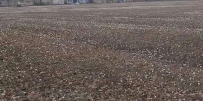 Özalp’te baharın müjdecisi çiğdemler açtı