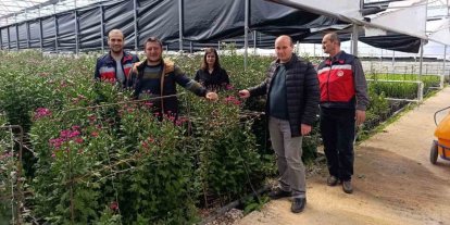 Simav’daki seralarda domatese alternatif kesme çiçek üretimi