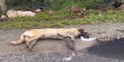 Kemerhisar’daki zehirlenme iddiaları üzerine valilik harekete geçti