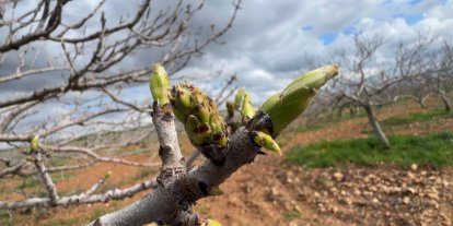 Antep fıstığının sürgün gelişiminde karagöz kurdu ve kabuklu bit riski