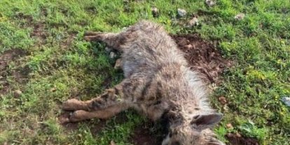 Köpeklerin saldırdığı sırtlan telef oldu