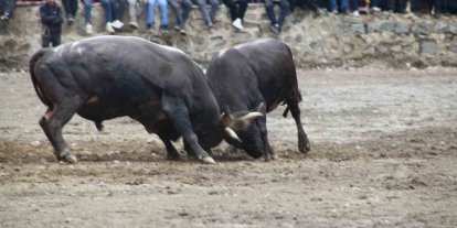 Artvin’de boğa güreşleri sezonu Sarıgöl’de açıldı